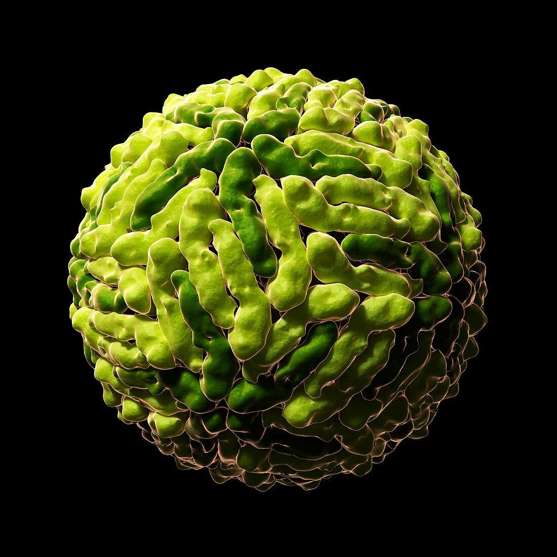 Dengue virus particle,artwork