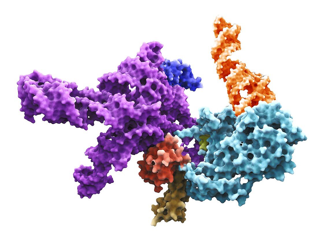 Human 80S ribosome