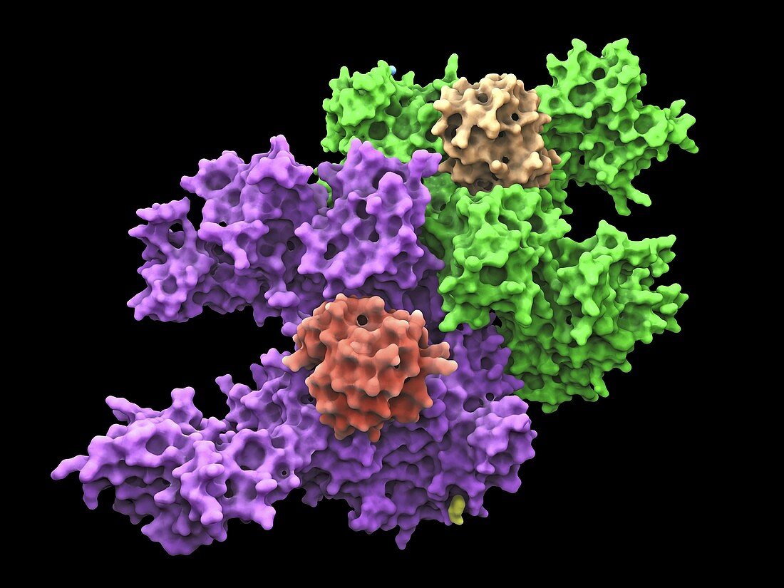 Ubiquitin activating enzyme protein E1