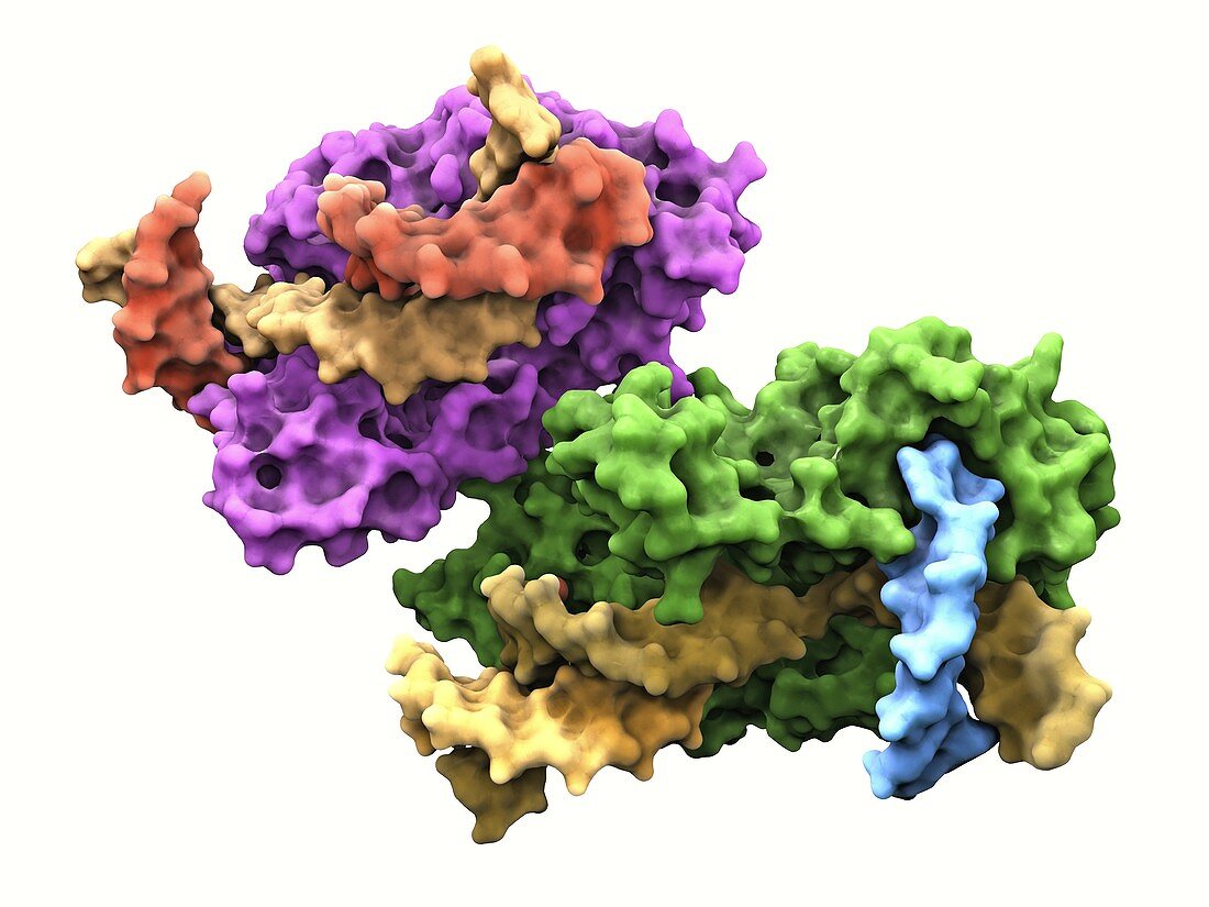 Flap endonuclease protein