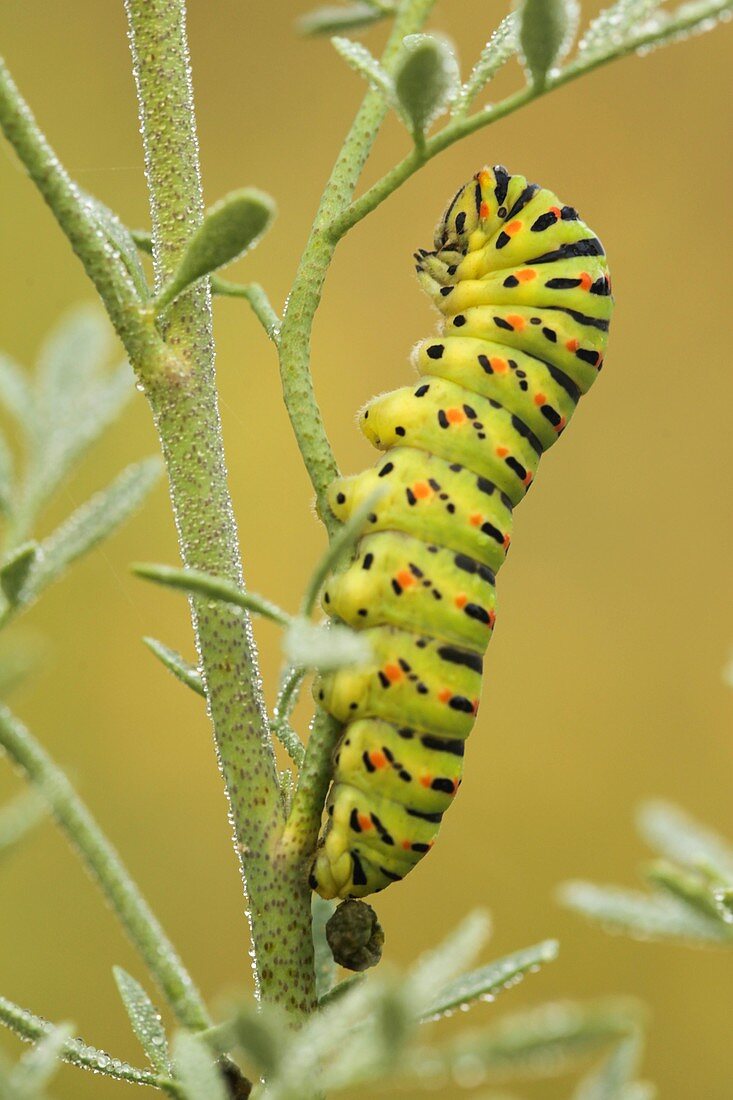 swallowtail caterpillar