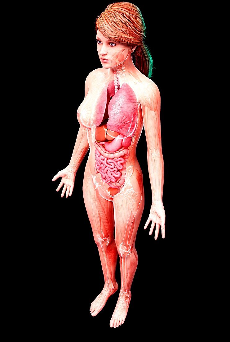 Female anatomy,artwork