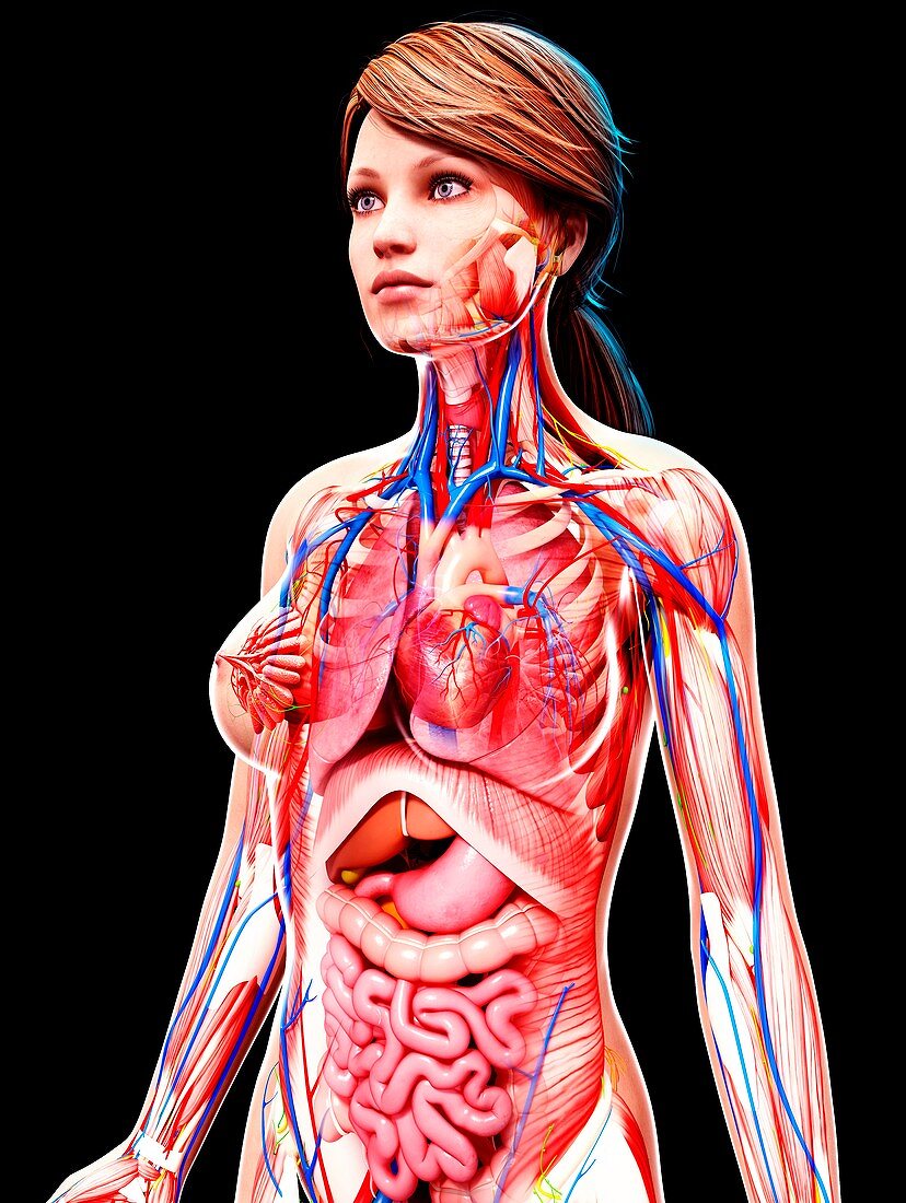 Female anatomy,artwork
