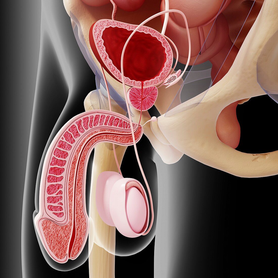 Male reproductive system,artwork