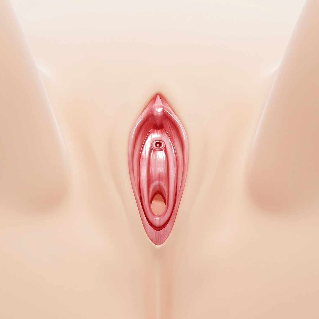 Female genitals,artwork