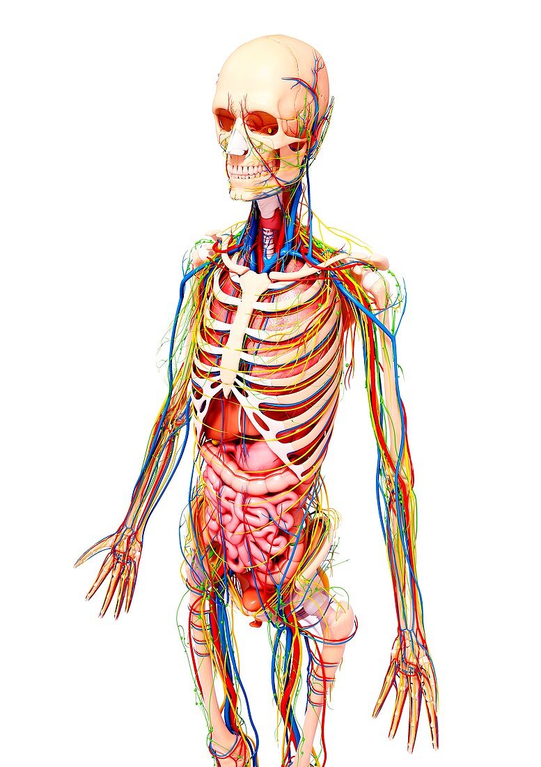 Female anatomy,artwork