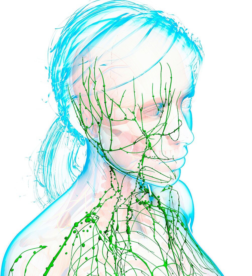 Female lymphatic system,artwork