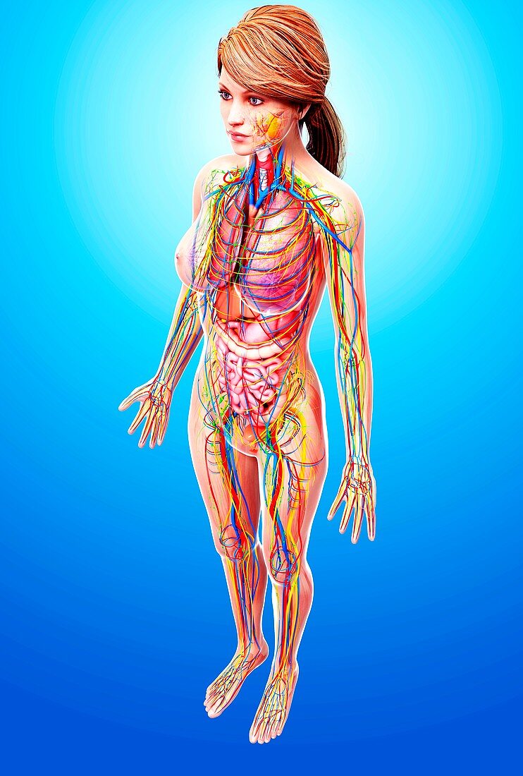 Female anatomy,artwork