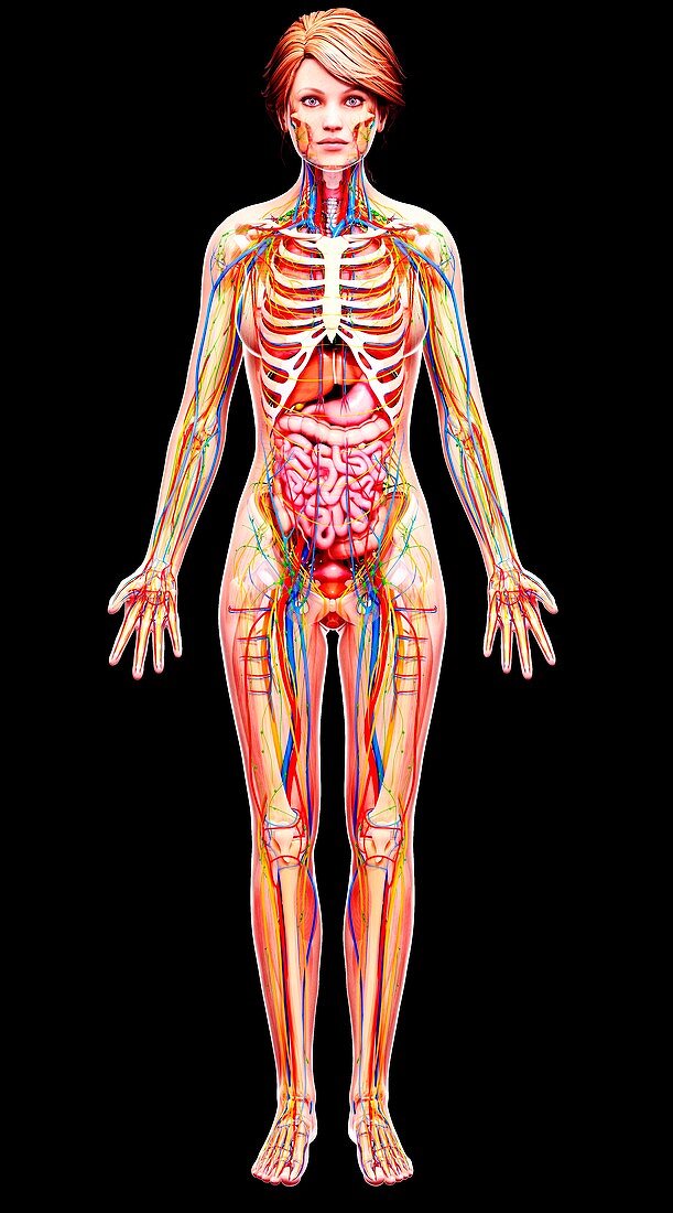 Female anatomy,artwork