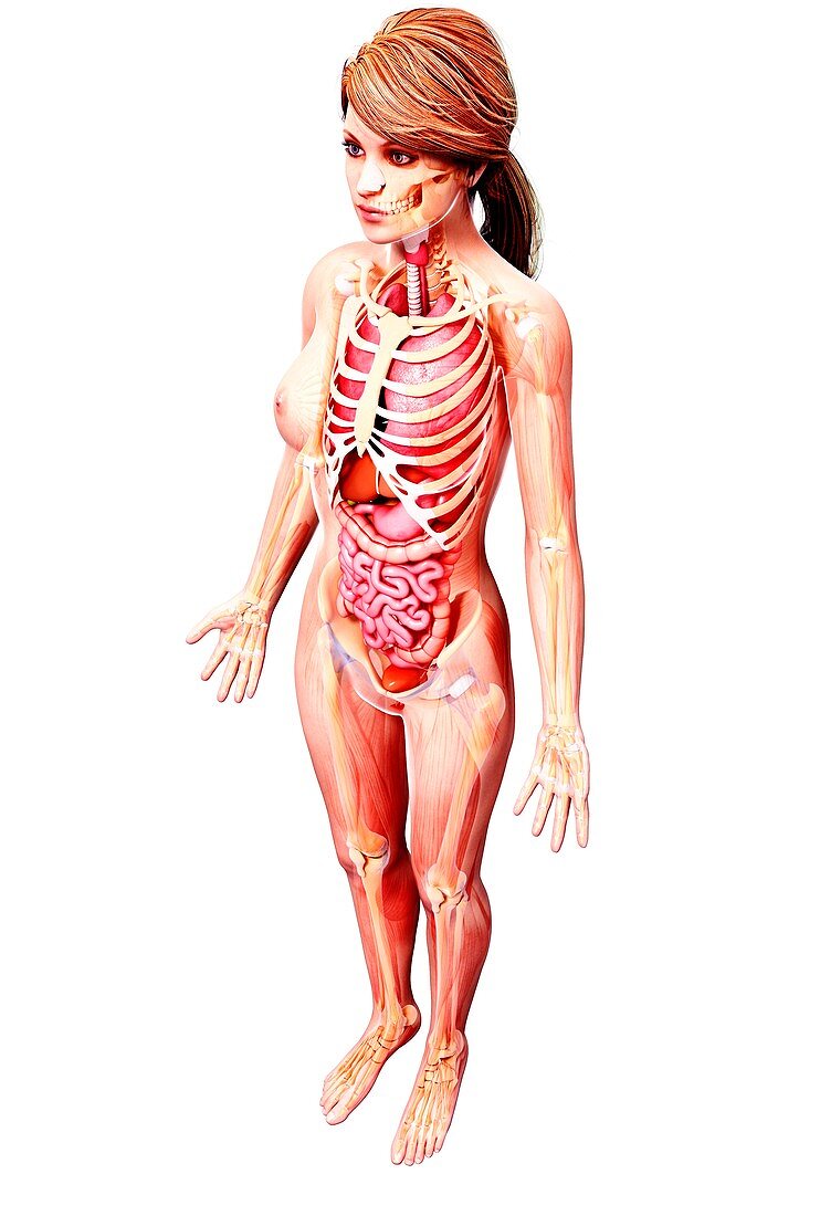 Female anatomy,artwork