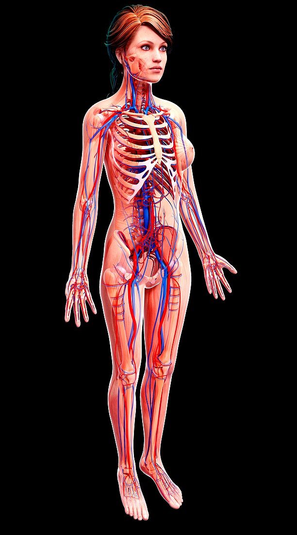 Female cardiovascular system,artwork