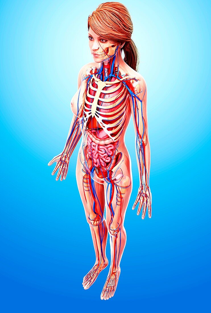 Female anatomy,artwork