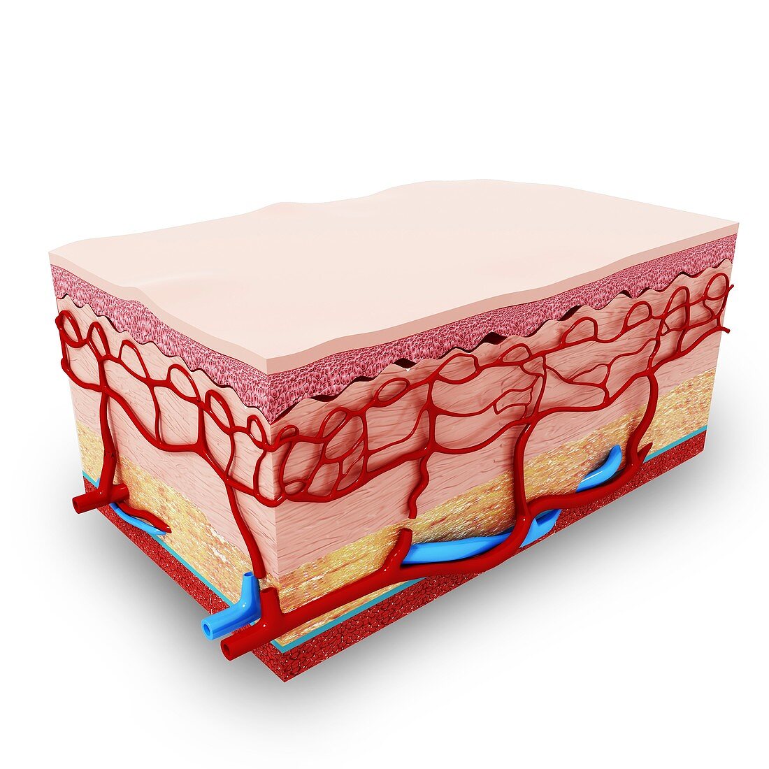 Human skin anatomy,artwork