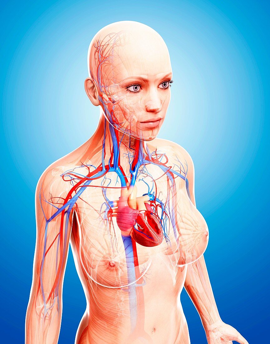 Female cardiovascular system,artwork