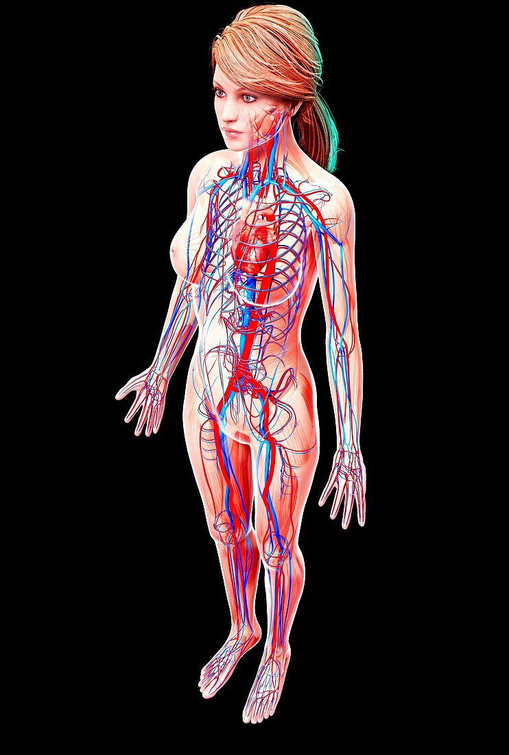 Female cardiovascular system,artwork