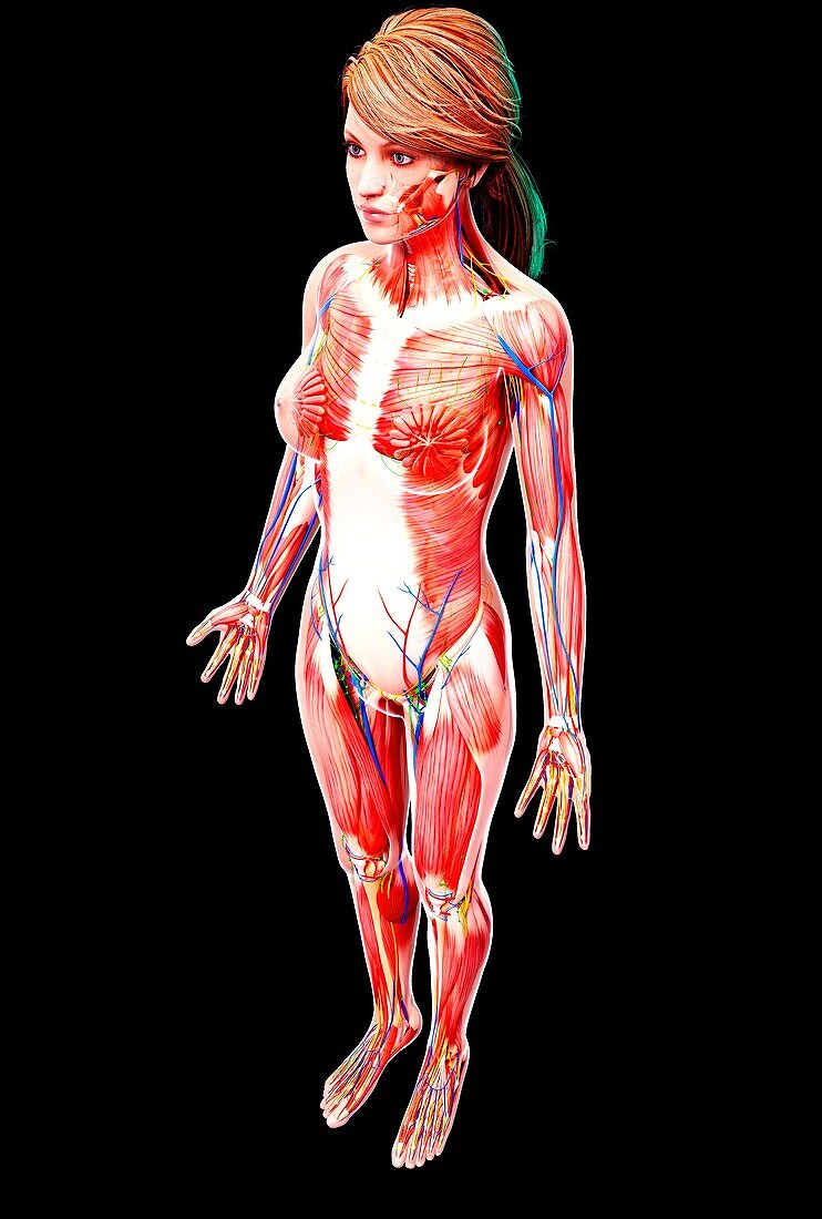 Female anatomy,artwork