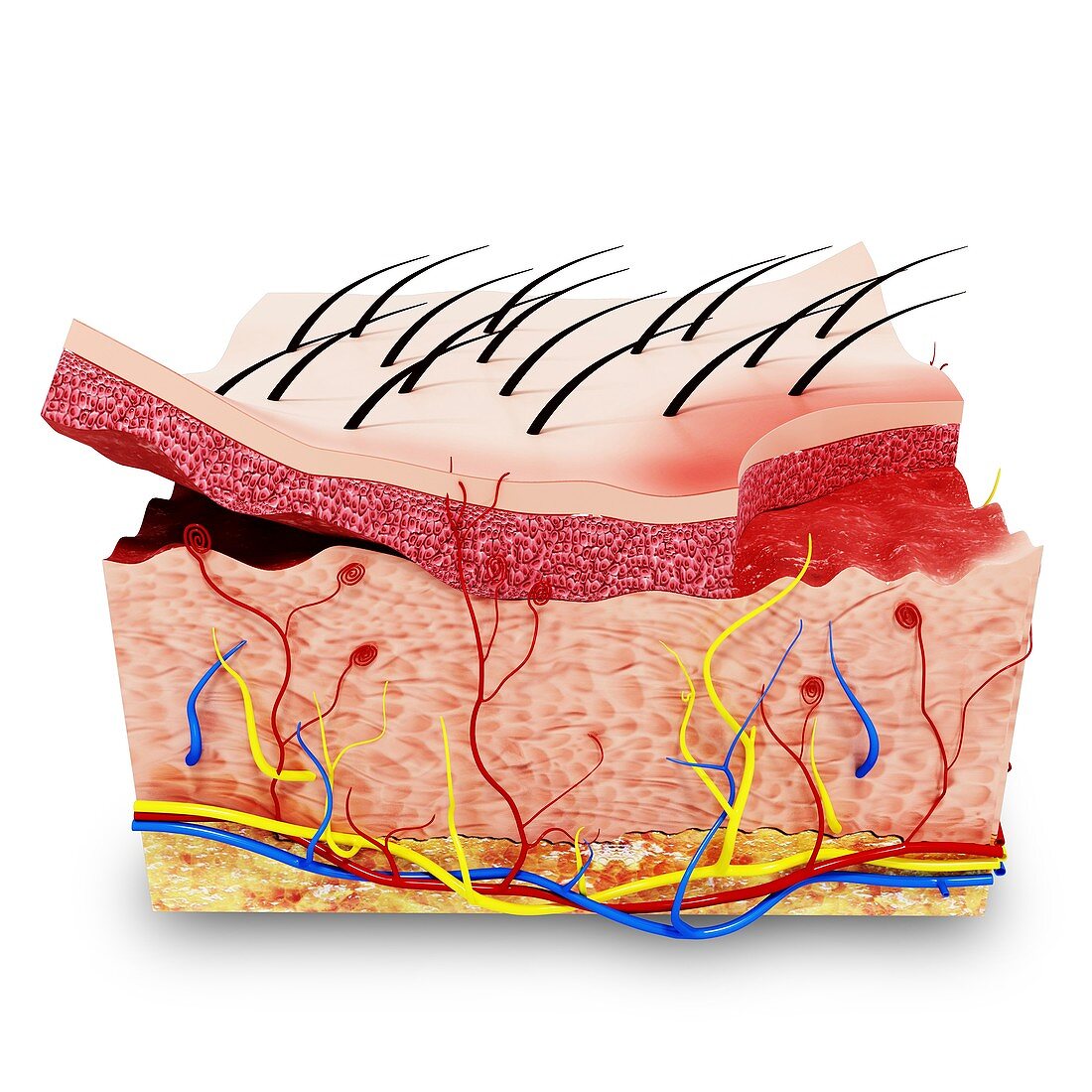 Human skin anatomy,artwork