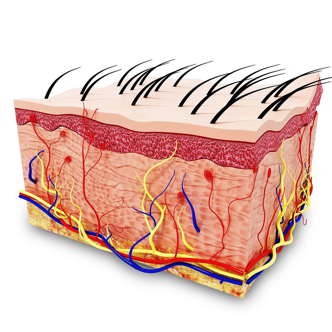 Human skin anatomy,artwork