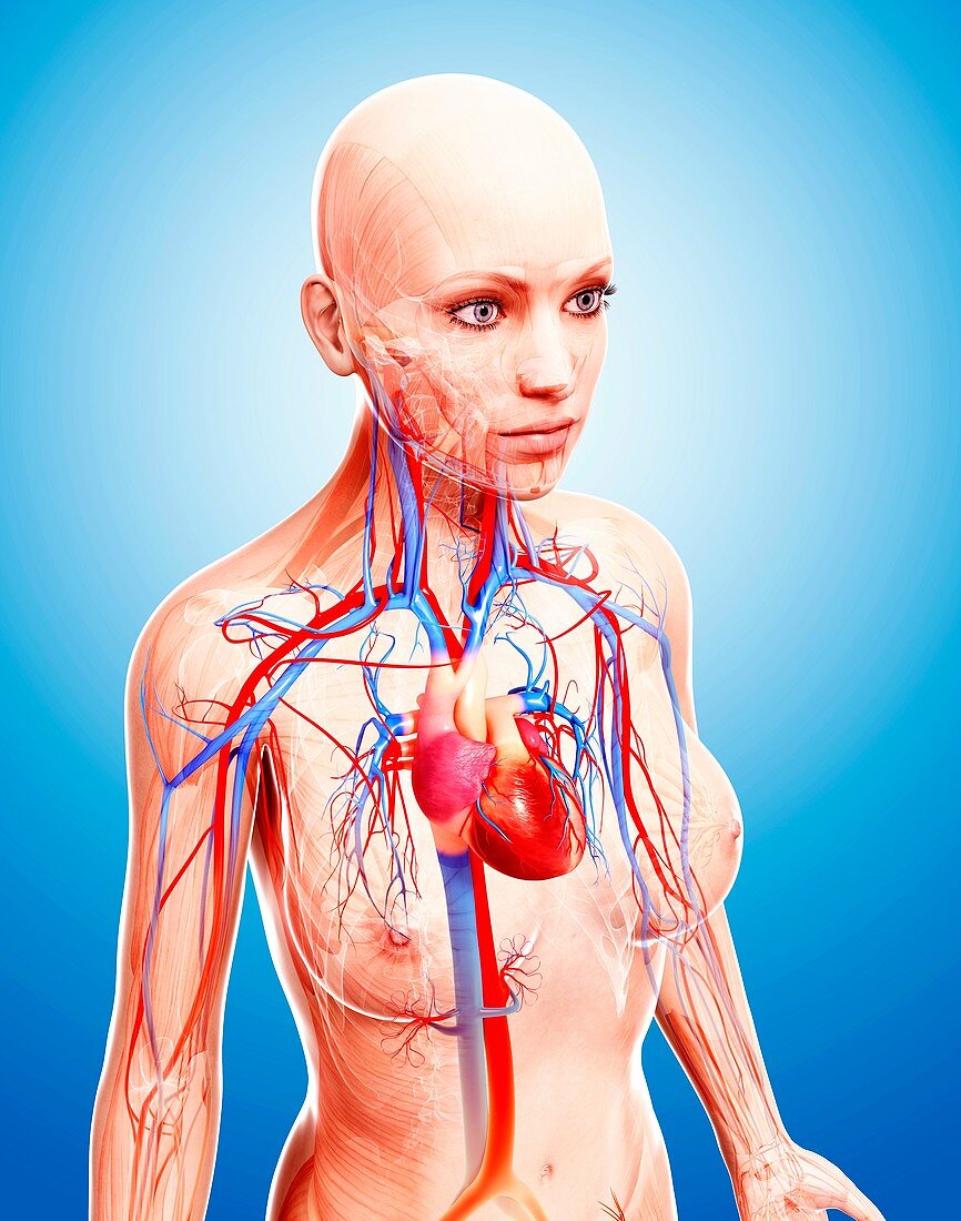 Female cardiovascular system,artwork