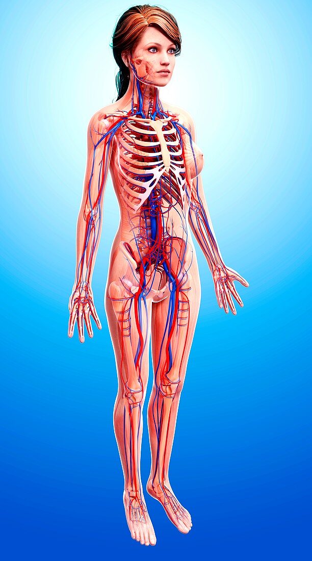 Female cardiovascular system,artwork