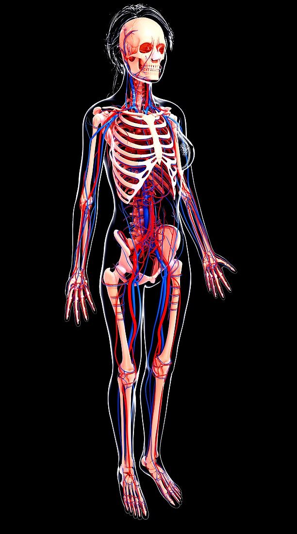 Female cardiovascular system,artwork