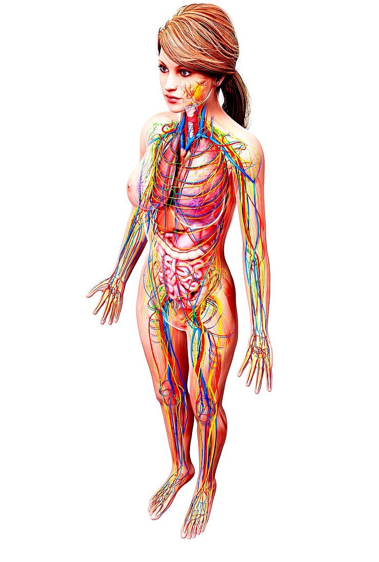 Female anatomy,artwork