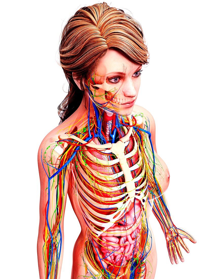 Female anatomy,artwork