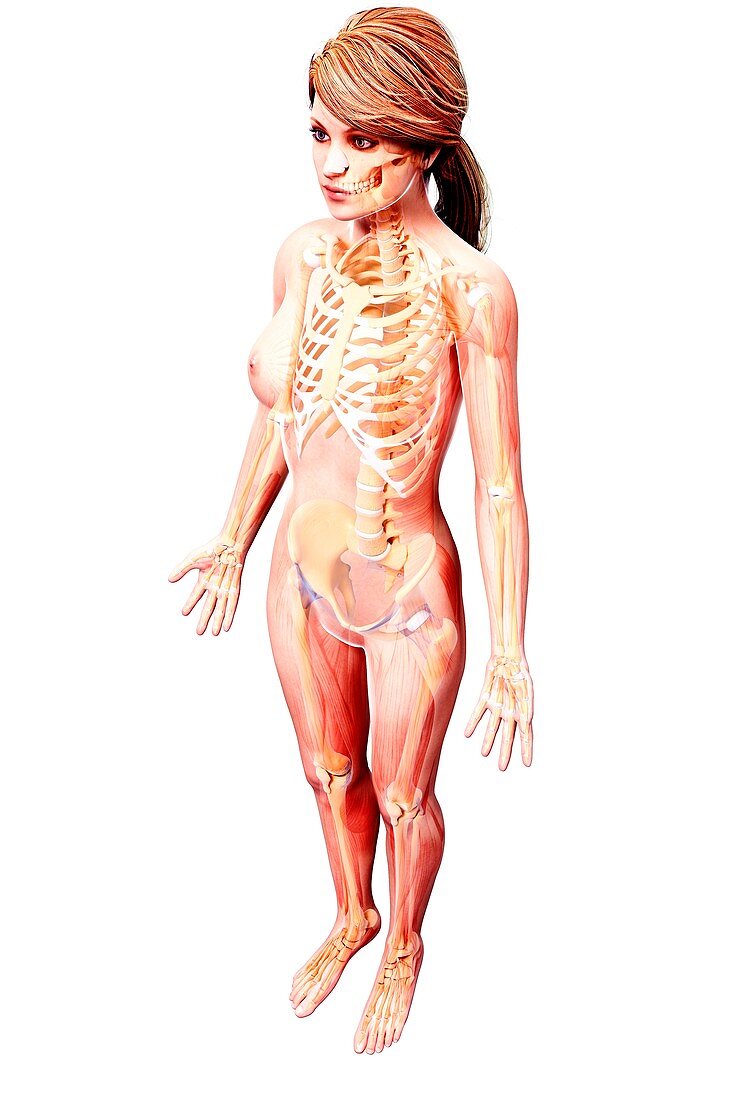 Female skeleton,artwork