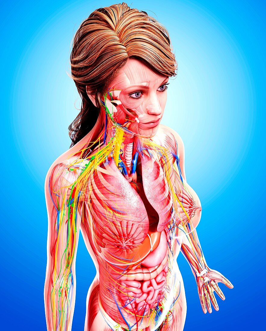 Female anatomy,artwork