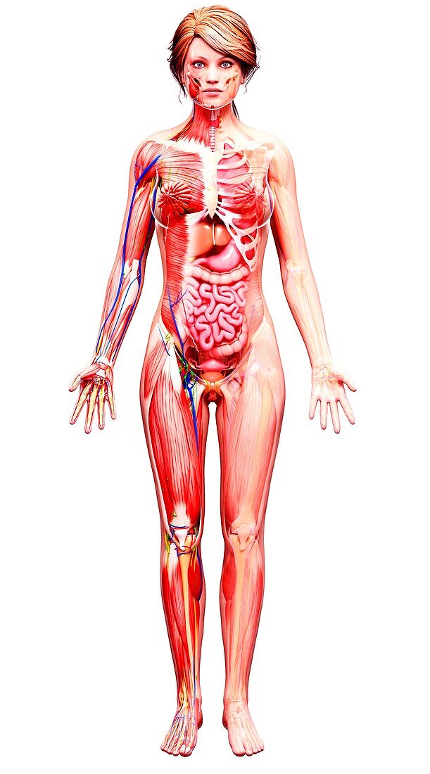 Female anatomy,artwork