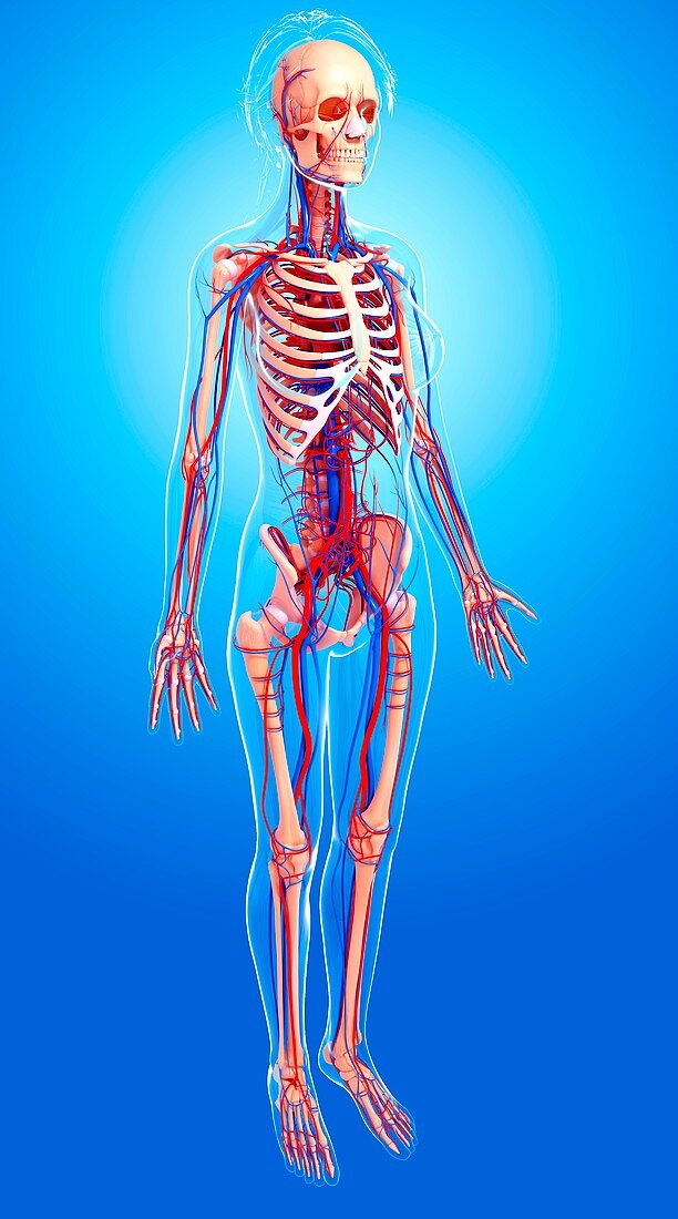 Female cardiovascular system,artwork