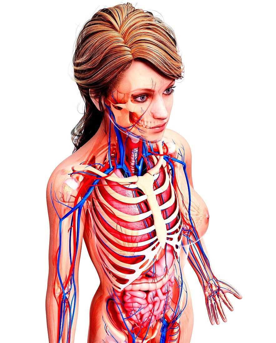 Female anatomy,artwork