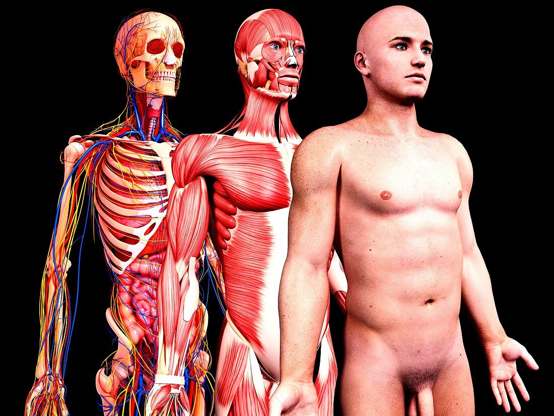 Male anatomy,artwork