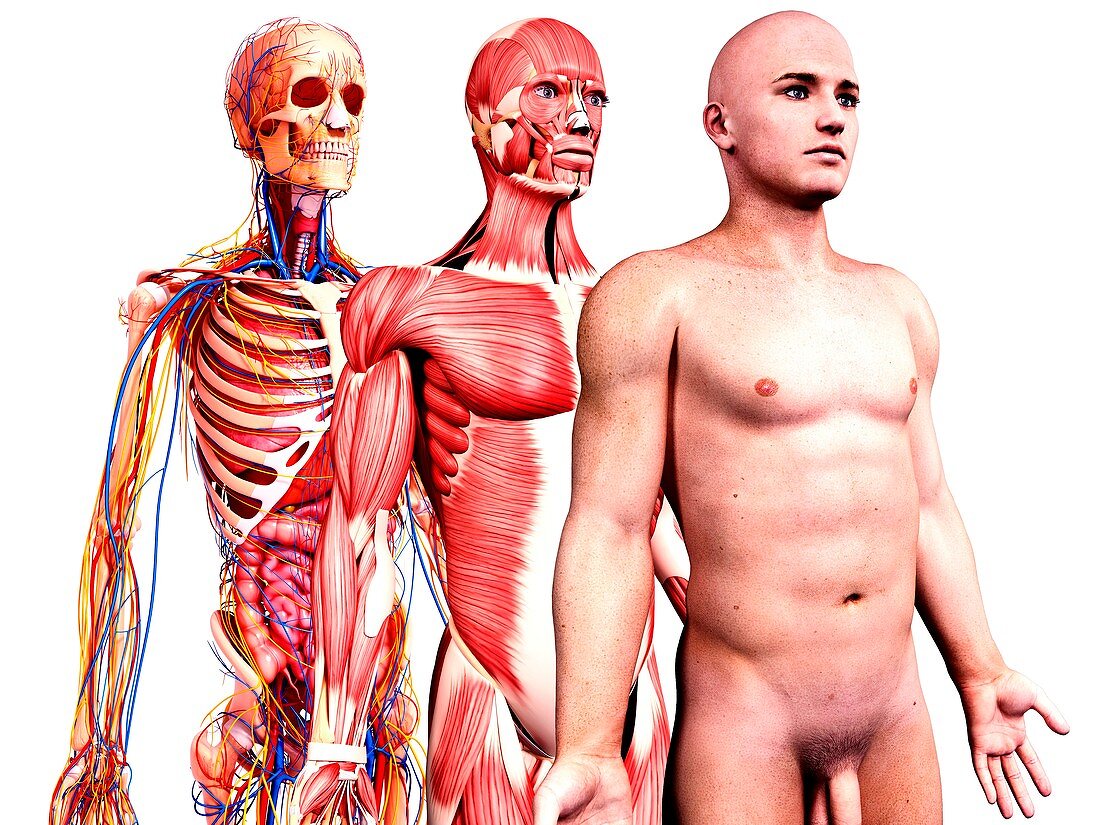 Male anatomy,artwork