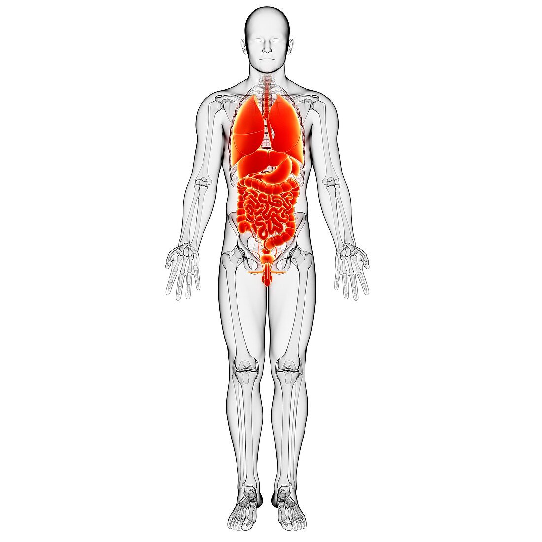 Male digestive system,artwork