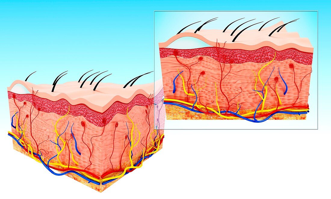 Human skin anatomy,artwork