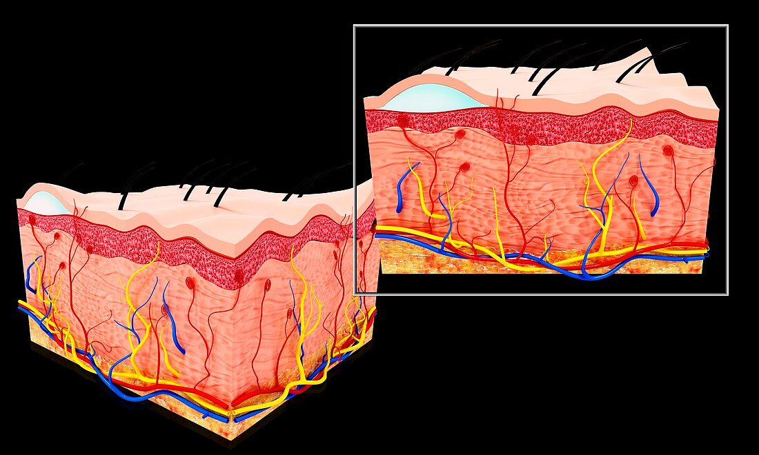 Human skin anatomy,artwork