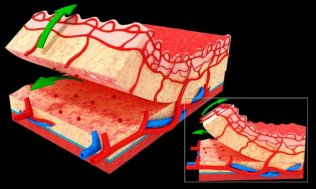 Human skin anatomy,artwork