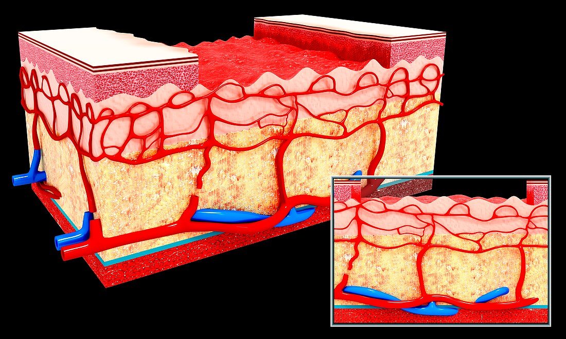 Human skin anatomy,artwork