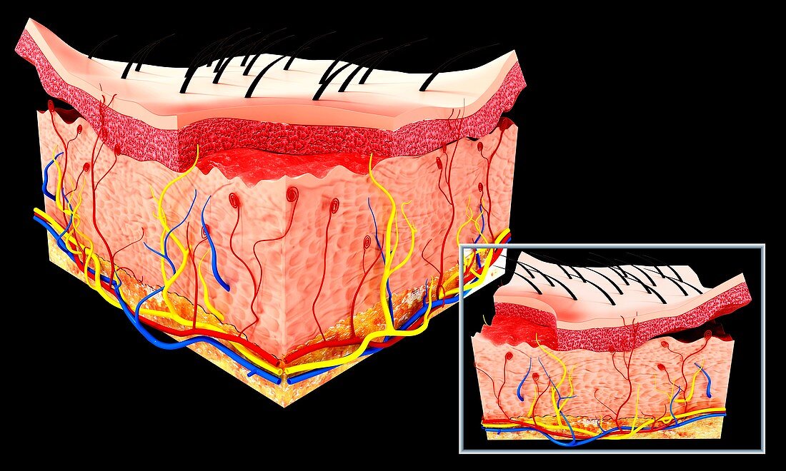 Human skin anatomy,artwork