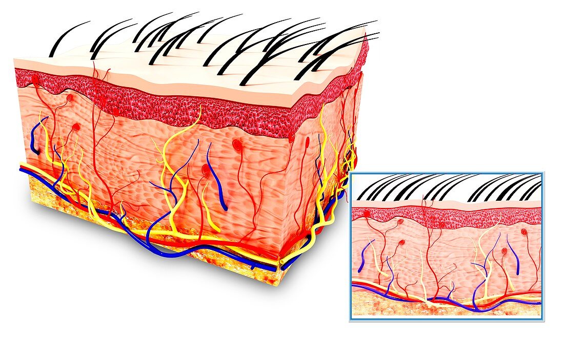 Human skin anatomy,artwork