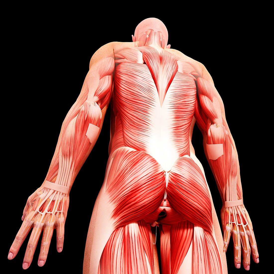 Male musculature,artwork