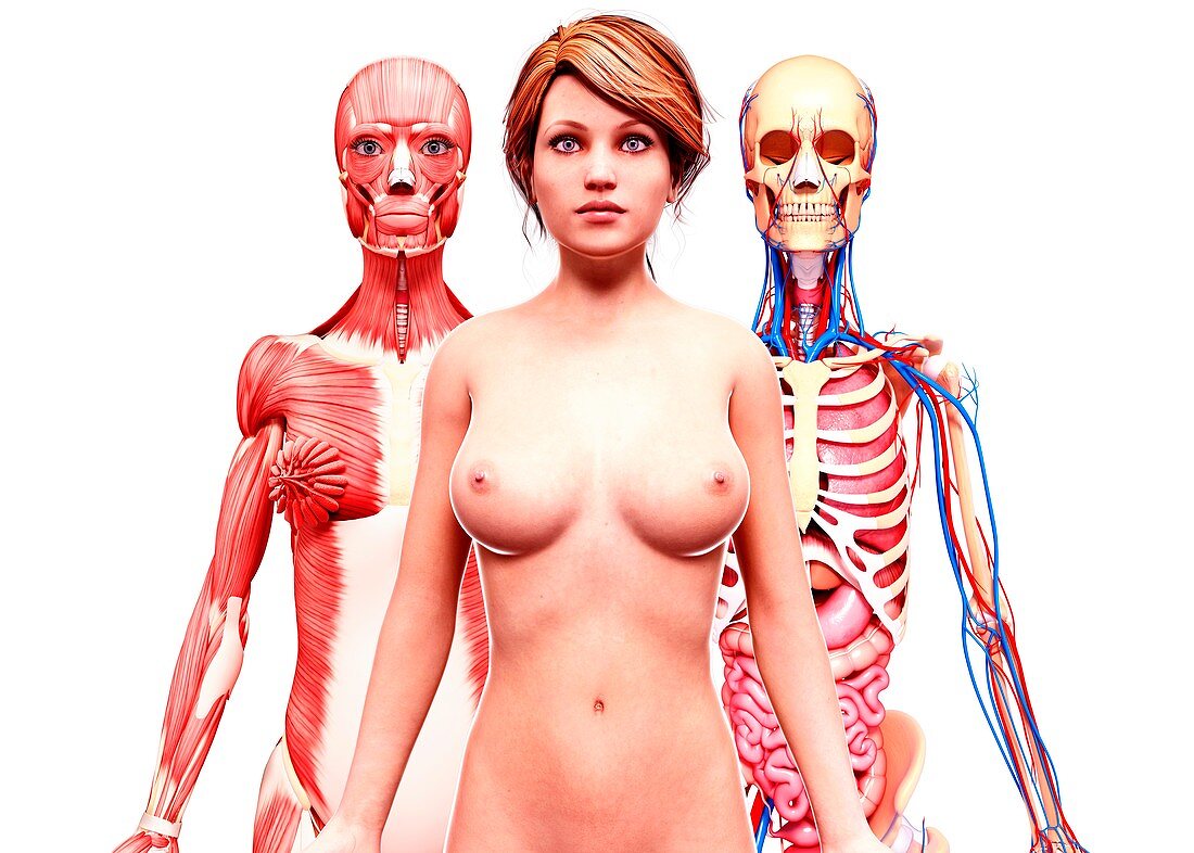 Female anatomy,artwork