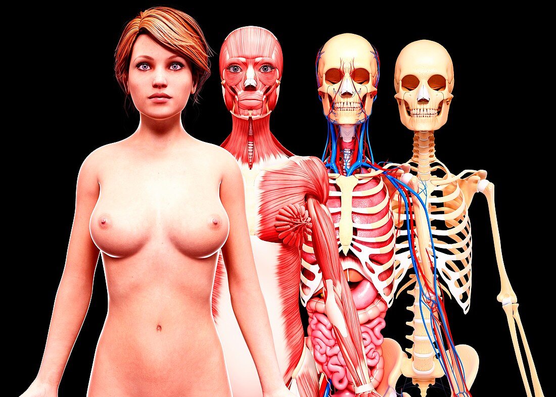 Female anatomy,artwork