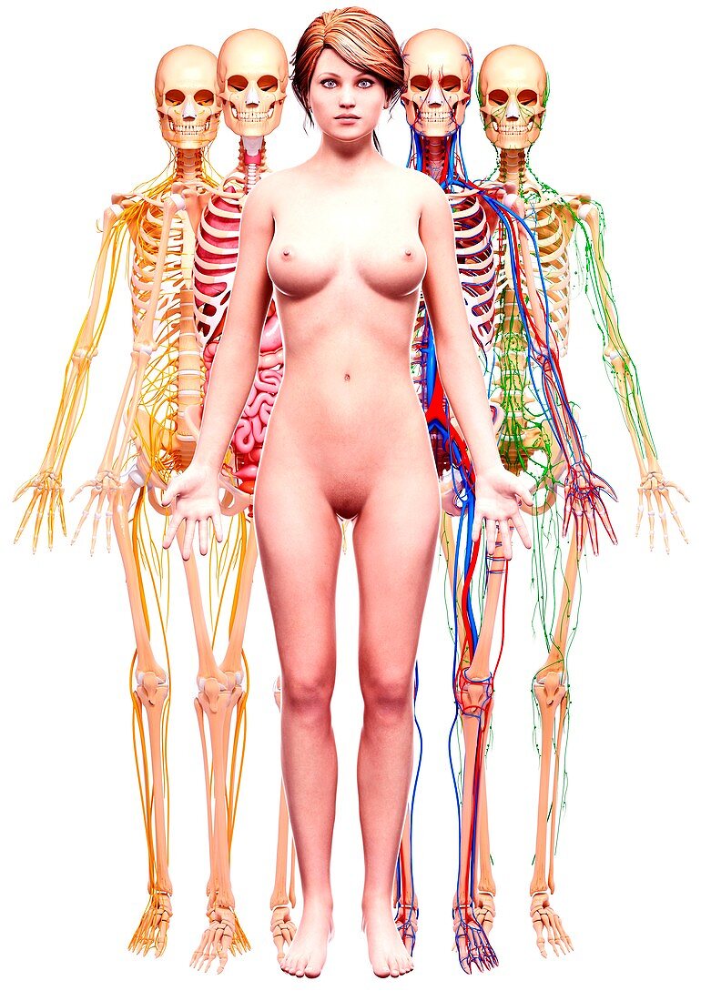 Female anatomy,artwork