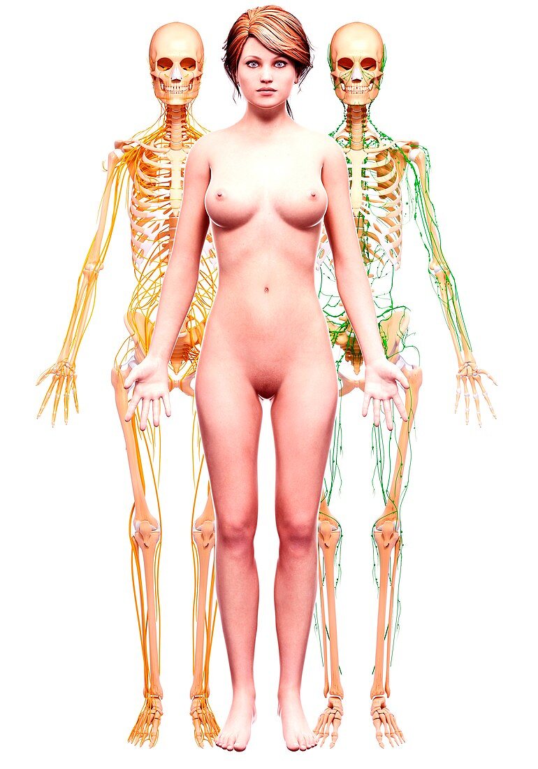 Female anatomy,artwork