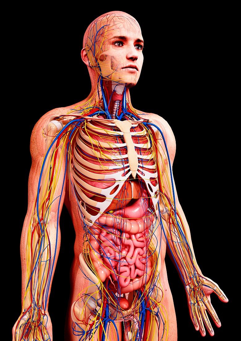 Male anatomy,artwork