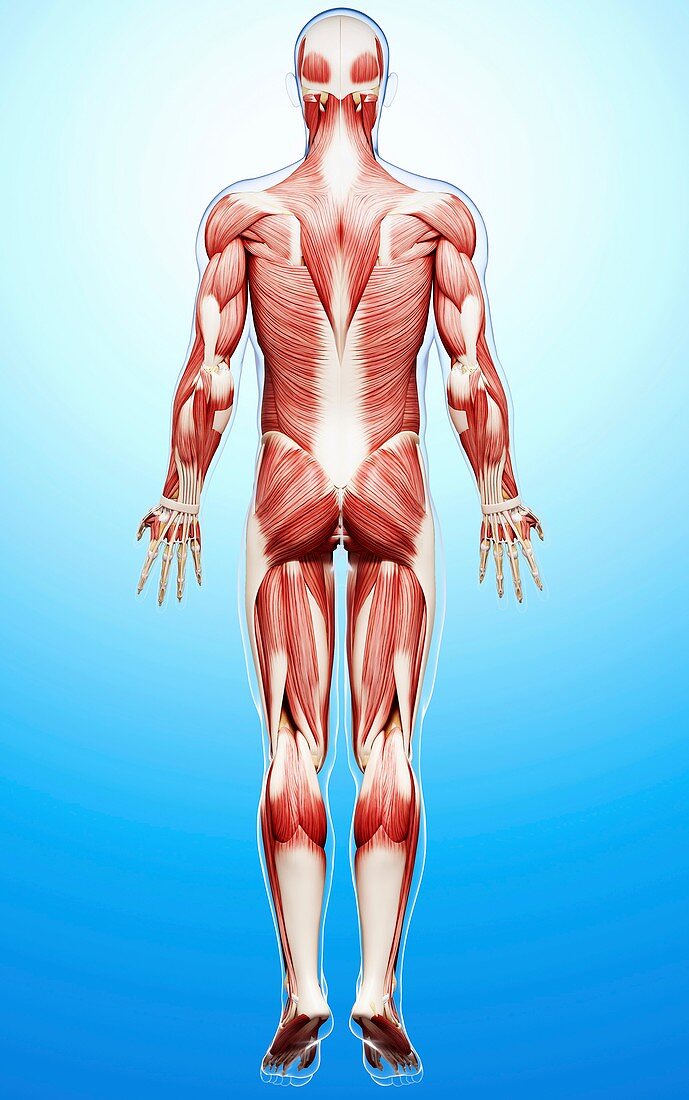 Male musculature,artwork