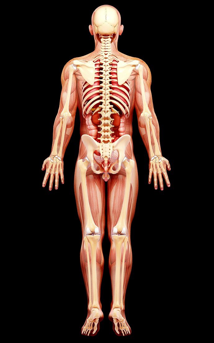 Male anatomy,artwork