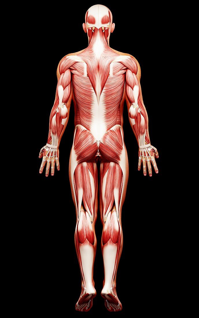 Male musculature,artwork